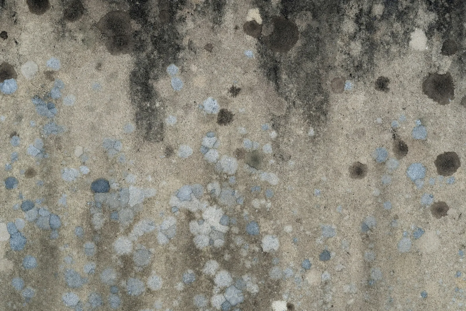 Black mold growing on a wall