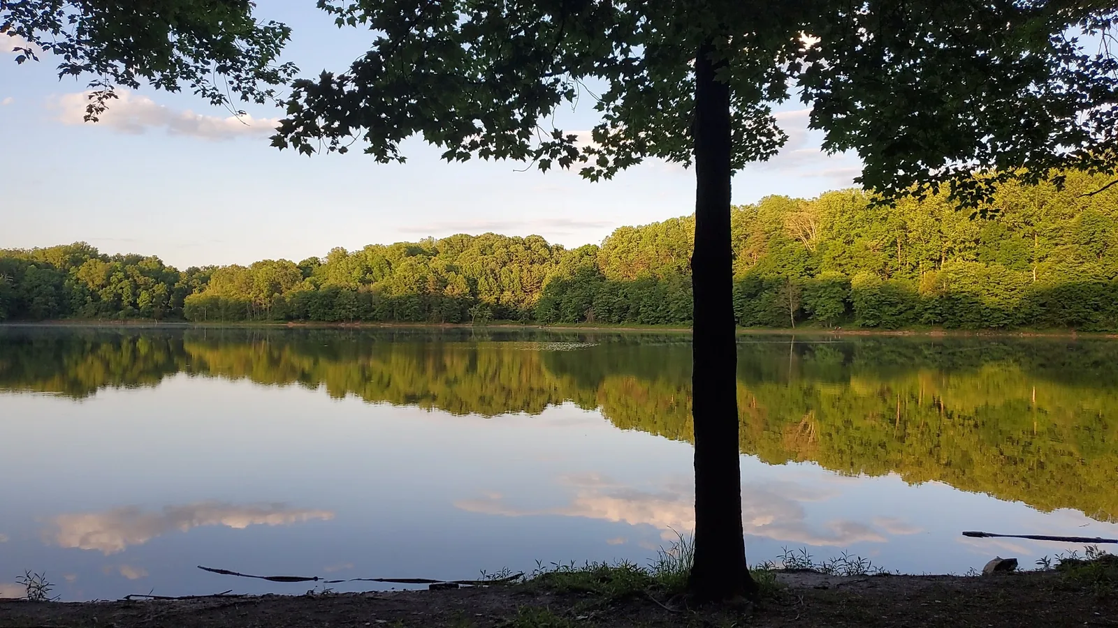 Lake reflecting trees at sunset