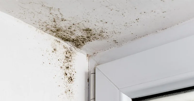Black mold growing in the corner of a ceiling